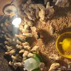 صوص دجاج فيومي