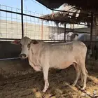 بقرة بلدي
