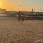 حصان شعبي