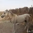 حصان للبيع معسوف ومع البل سيم 2800