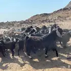 معزا عوراض دفيع وضريع