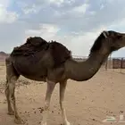 لقحه للبيع