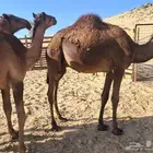 حشو للبيع