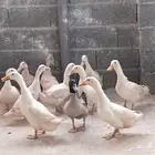 بط بكيني