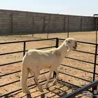 مشروع فحل درماني