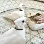 حمام ياكريم صدفي مع انتاجه