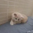 كيتين هيمالايا امريكي