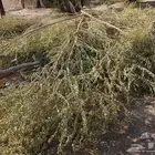 أشجار عبري ولوز للبيع مقطعه مع الحطب