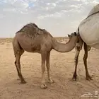 حوار قعود
