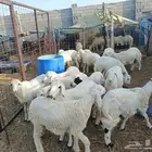 طليان ورخال ذبايح حري للمناسبات والزواجات والمطابخ