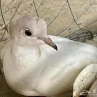 حمام ياكريم كلر هد دبل كرست مع انتاجه