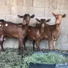 معزا محايليات دهم