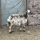 ضأن طيبه