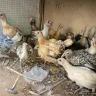 دجاج بلدي