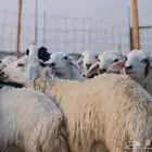 تيوس و غنم وعارضيات وحريات للبيع