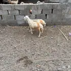 فران للبيع