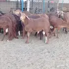 أضحيات الحج بأسعار تنافسية