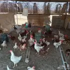 دجاج بياض لوهمان بشاير عمر سبع الى تسع شهور