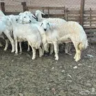 مراح حريات حرش صنف