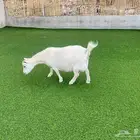 ماعز قزم
