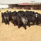 غنم مراح