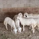 رخال