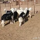 تبوس وطليان