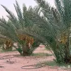 تمر للبيع
