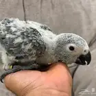 فرخ كاسكو كونقو