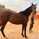 فرس انتاج انجليزي
