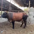 بقرة جرسية