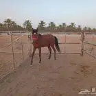 مهر شعبي العمر سنه وثمان شهور