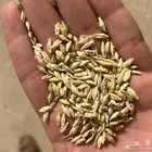 للبيع بذر شعير