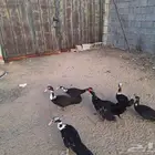 بط مصري للبيع جمله