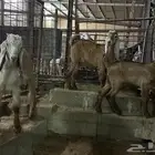 تيوس عوارض صفر