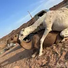 عندي قعود روماني كفو