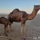 حمرا دم تزين المراح بالحمض تم البيع