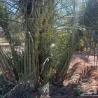 نخل مثمر للبيع مع التوصيل والغرس بالموقع