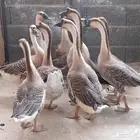 وز عراقي
