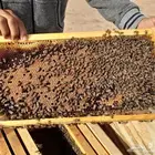 نحل بلدي للبيع