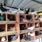 للبيع حمام باكستاني وقطيفي