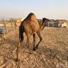 بكره عمرها 10 شهور