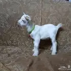 تيوس قزم حلو ولعوبه