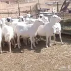 غنم رفيديات مقاني دفيع ومضاريع