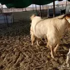 تيوس فحول صنف