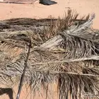 مخيم مزرعه. عسيب نخل جريد نخيل