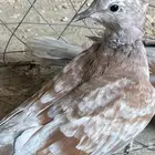 حمام ياكريم قرزل