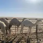 قعدان للبيع