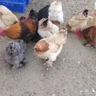 دجاج براهما