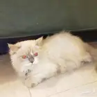 للبيع قط ذكر نوع الهمالايا عمره تسع شهور